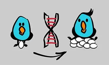 Genetic Models for Animal Breeding